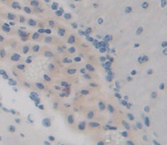 Angiopoietin 4 (ANGPT4) Polyclonal Antibody - image 3