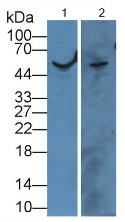 Angiopoietin 4 (ANGPT4) Polyclonal Antibody - image 3