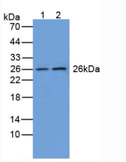 Western Blot; Sample: Recombinant GSTm1, Human.