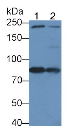 DAB staining on IHC-P; Samples: Rat Stomach Tissue;  Primary Ab: 20µg/ml Rabbit Anti-Rat DAO Antibod