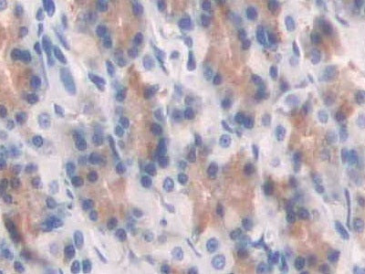 Amiloride Binding Protein 1 (ABP1) Polyclonal Antibody - image 4