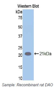 Amiloride Binding Protein 1 (ABP1) Polyclonal Antibody - image 2