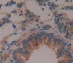 Amiloride Binding Protein 1 (ABP1) Polyclonal Antibody - image 3