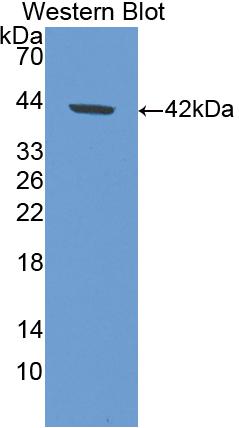 DAB staining on IHC-P; Samples: Porcine Heart Tissue; Primary Ab: 20µg/ml Rabbit Anti-Porcine DAO Antibody Second Ab: 2µg/mL HRP-Linked Caprine Anti-Rabbit IgG Polyclonal Antibody