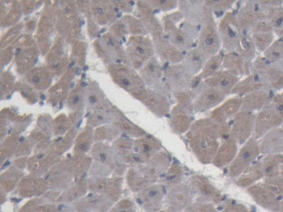DAB staining on IHC-P; Samples: Porcine Kidney Tissue; Primary Ab: 20µg/ml Rabbit Anti-Porcine DAO Antibody Second Ab: 2µg/mL HRP-Linked Caprine Anti-Rabbit IgG Polyclonal Antibody