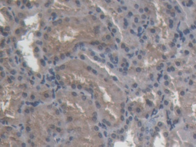 Amiloride Binding Protein 1 (ABP1) Polyclonal Antibody - image 5