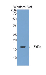 Amiloride Binding Protein 1 (ABP1) Polyclonal Antibody - image 3