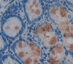 Amiloride Binding Protein 1 (ABP1) Polyclonal Antibody - image 4