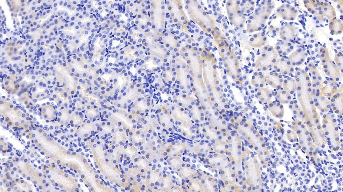 Amiloride Binding Protein 1 (ABP1) Polyclonal Antibody - image 4