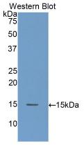 Amiloride Binding Protein 1 (ABP1) Polyclonal Antibody - image 3