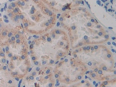 Amiloride Binding Protein 1 (ABP1) Polyclonal Antibody - image 5