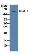 Western Blot; Sample: Recombinant BMP6, Rat.