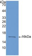 DAB staining on IHC-P; Samples: Rat Small intestine Tissue; Primary Ab: 30µg/ml Rabbit Anti-Rat BMP6 Antibody Second Ab: 2µg/mL HRP-Linked Caprine Anti-Rabbit IgG Polyclonal Antibody