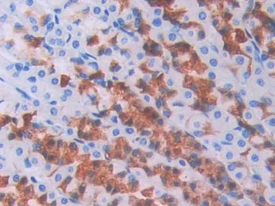 Bone Morphogenetic Protein 6 (BMP6) Polyclonal Antibody - image 5