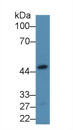 Western Blot; Sample: Recombinant protein.