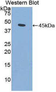 Fibroblast Growth Factor 7 (FGF7) Polyclonal Antibody - image 2