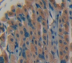 Fibroblast Growth Factor 7 (FGF7) Polyclonal Antibody - image 3