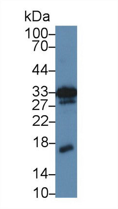 Western Blot Sample: Recombinant MK, Mouse)