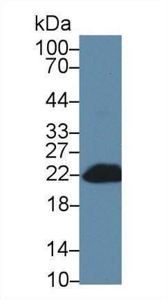 Western Blot; Sample: Recombinant protein.