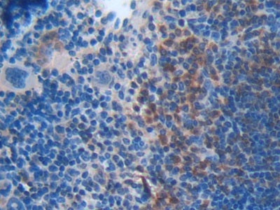 BH3 Interacting Domain Death Agonist (Bid) Polyclonal Antibody - image 5