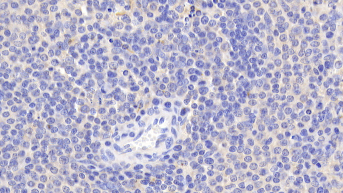 BH3 Interacting Domain Death Agonist (Bid) Polyclonal Antibody - image 5