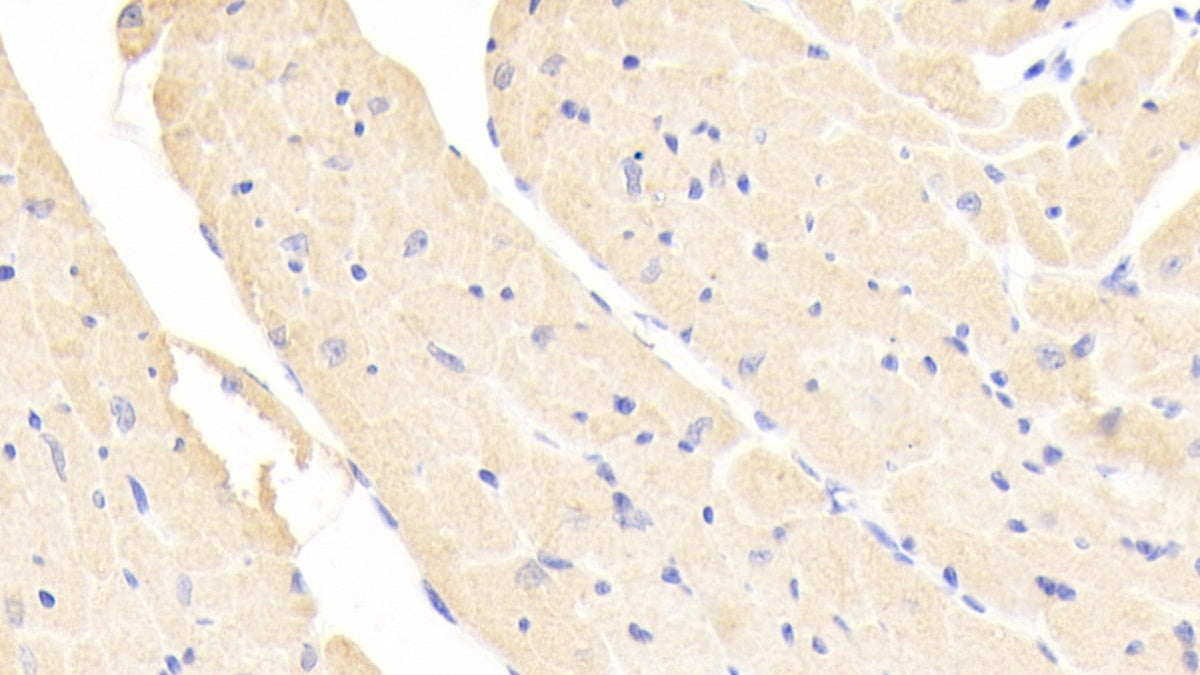 Nitric Oxide Synthase Trafficker (NOSTRIN) Polyclonal Antibody - image 3