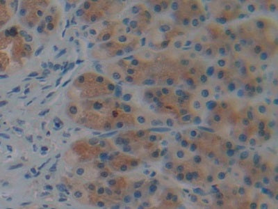 Caspase 9 (CASP9) Polyclonal Antibody - image 5