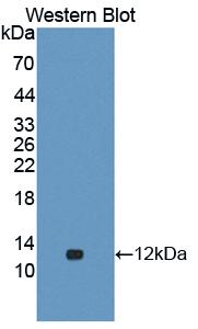 Caspase 3 (CASP3) Polyclonal Antibody - image 2
