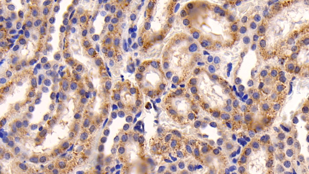 Caspase 3 (CASP3) Polyclonal Antibody - image 4