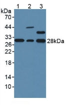 Western Blot; .Sample: Recombinant GSTo1, Mouse.