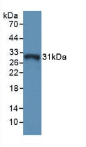 DAB staining on IHC-P; Samples: Mouse Small intestine Tissue; Primary Ab: 10µg/ml Rabbit Anti-Mouse GSTo1 Antibody Second Ab: 2µg/mL HRP-Linked Caprine Anti-Rabbit IgG Polyclonal Antibody