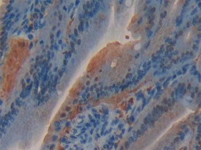 DAB staining on IHC-P; Samples: Mouse Pancreas Tissue.