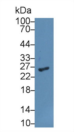 Western Blot; Sample: Recombinant protein.