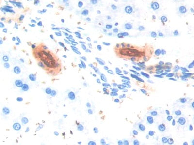 DAB staining on IHC-P; Samples: Rat Pancreas Tissue.