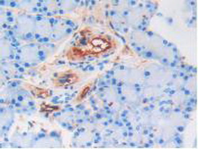 Adiponectin (ADPN) Polyclonal Antibody - image 5