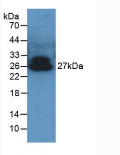 Western Blot; Sample: Recombinant ADP, Porcine.