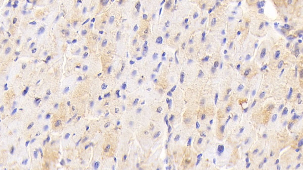 Adiponectin (ADPN) Polyclonal Antibody - image 5