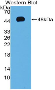 Adiponectin (ADPN) Polyclonal Antibody - image 2