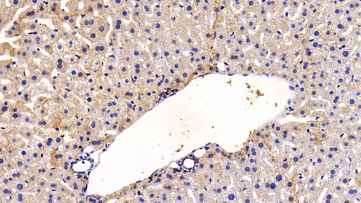 Adiponectin (ADPN) Polyclonal Antibody - image 3