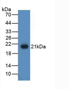 Adiponectin (ADPN) Polyclonal Antibody - image 2