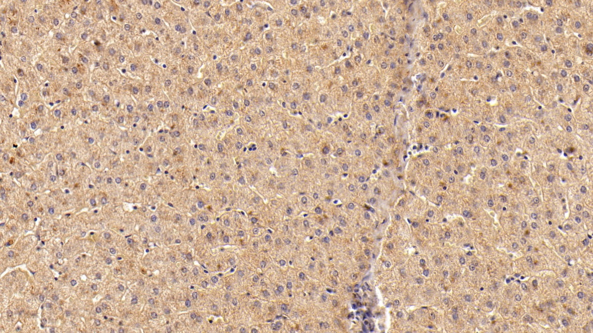 Adiponectin (ADPN) Polyclonal Antibody - image 3