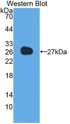 Adiponectin (ADPN) Polyclonal Antibody - image 3