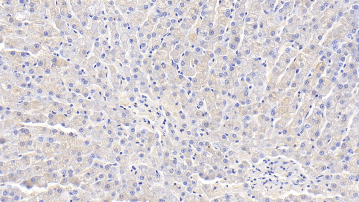 Adiponectin (ADPN) Polyclonal Antibody - image 4