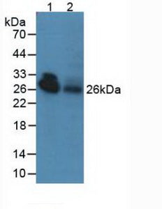 Western Blot; Sample: Recombinant ADP, Bovine.