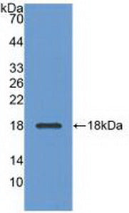 Adiponectin (ADPN) Polyclonal Antibody - image 3