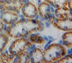 Heme Oxygenase 2, Decycling (HO2) Polyclonal Antibody - image 3