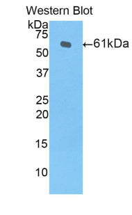 Western Blot; Sample: Lane1: Porcine Spleen lysate; Lane2: Hela cell lysate; Primary Ab: 1μg/ml Rabbit Anti-Porcine HO1 Antibody; Second Ab: 0.2µg/mL HRP-Linked Caprine Anti-Rabbit IgG Polyclonal Antibody;