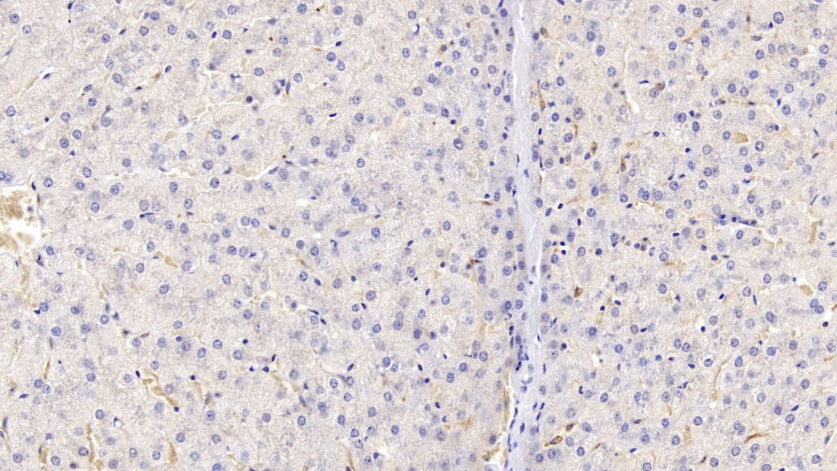 Heme Oxygenase 1 (HO1) Polyclonal Antibody - image 5