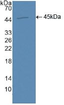 Aquaporin 4 (AQP4) Polyclonal Antibody - image 2