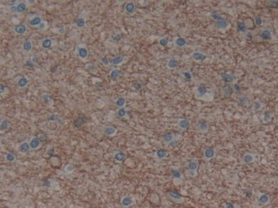 Aquaporin 4 (AQP4) Polyclonal Antibody - image 4